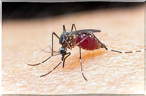 4 unusual tips for repelling mosquitoes