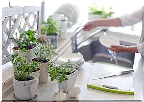 5 reasons to keep houseplants in the kitchen