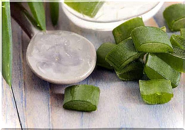 Houseplants in the kitchen: aloe vera.