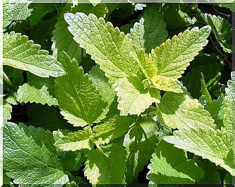 try lemon balm, a herb that cares for nerves