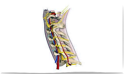 Cervical spinal nerves: what do you need to know about them?