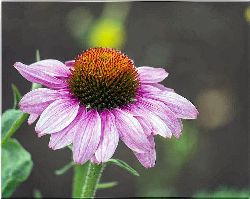 Red hat is an antiviral medicinal plant