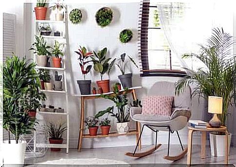 Easy-care and durable plants