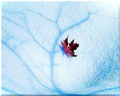 leaf in the snow