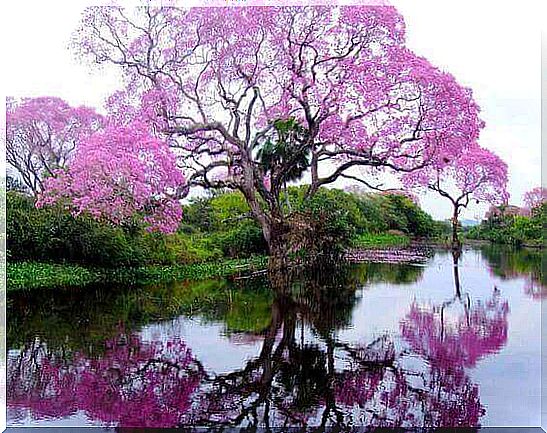 big tree and beautiful landscape