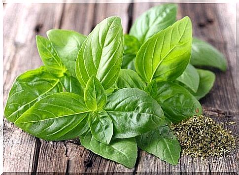 Basil leaves have been used for decades in many different natural treatments