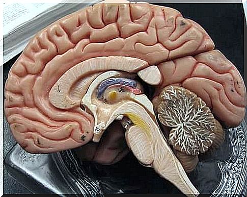 There are three different types of meninges in our brain: the dura, the dura, the arachnoid membrane, and the soft membrane or soft membrane.