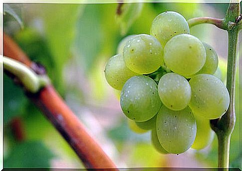 Avoid heartburn by eating grapes