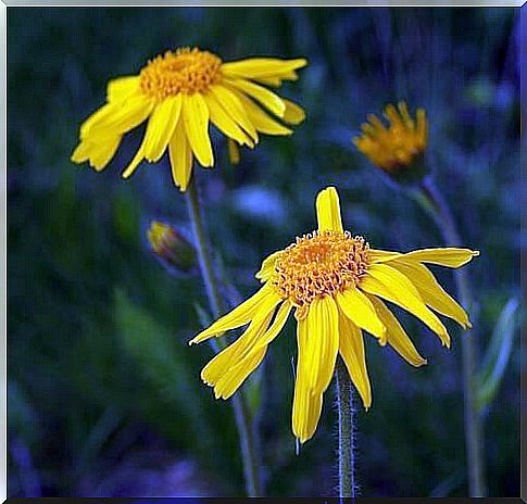 beautiful yellow flower