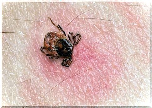 Treatment for Lyme disease should be started as early as possible to avoid possible complications