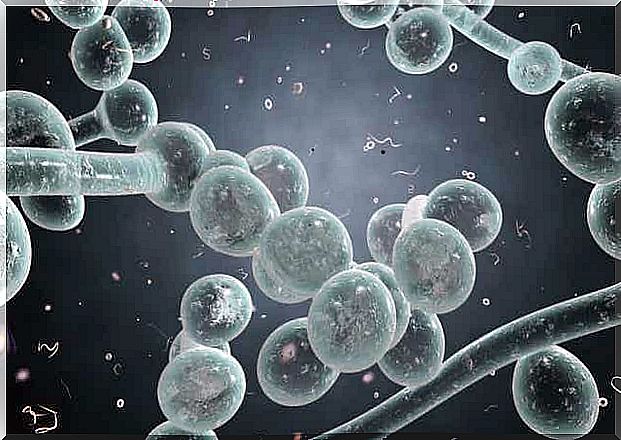 What is Candida Auris?